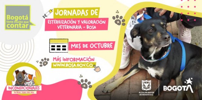 Desde la Alcaldía Local de Bosa se siguen adelantando las jornadas de esterilización y valoración médico-veterinaria, para los perros y gatos de hogares de paso, en habitabilidad de calle y tenedores responsables, a través del contrato 521 del 2023.