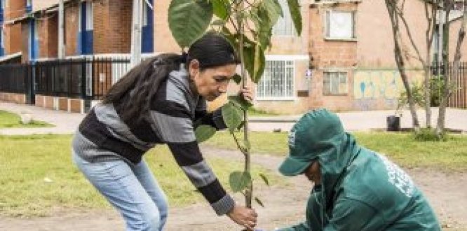 Administración Peñalosa invita a los bogotanos a participar en ‘Megaplantatón’ de árboles en la ciudad